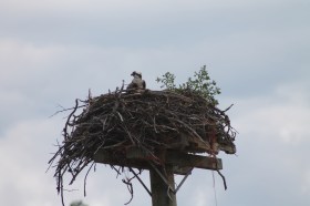 Osprey Nest Osprey Nest