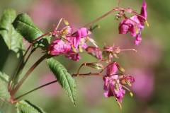 lady slipper lady slipper