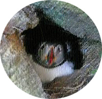puffin-3