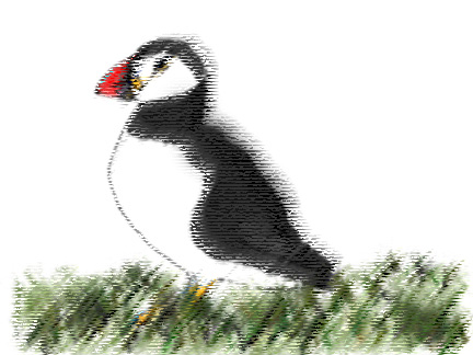Puffin2