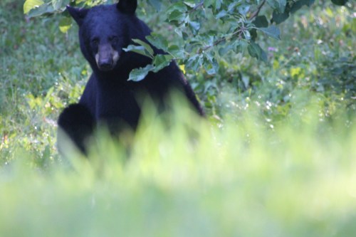 black bear yearling