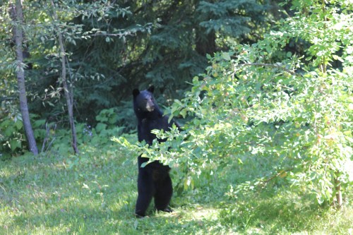 Black Bear