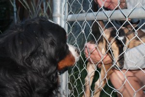bernese mountain dog and goat