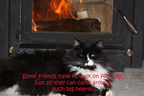 syslvester-fire copy