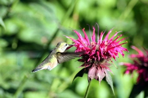 humminbird eaating from bee balm
