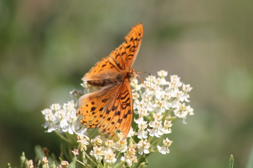 Butterfly on milkweed