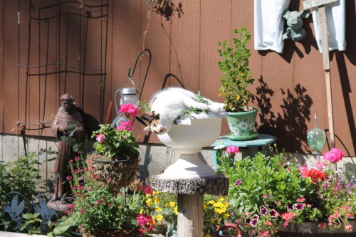 calico cat in catnip