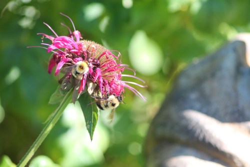 bees in bee balm