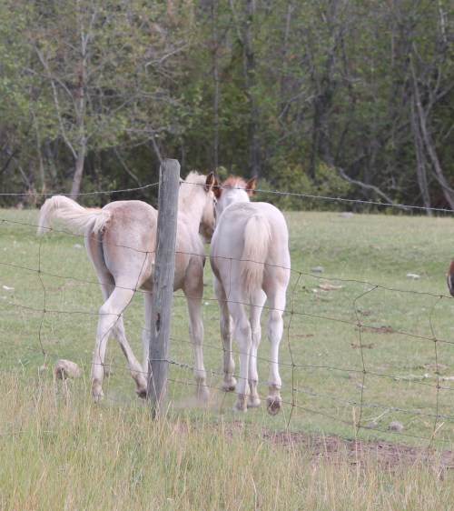 baby horses playing