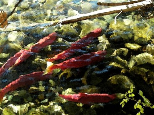 spawning salmon-melodie-grabner-watercolour-1