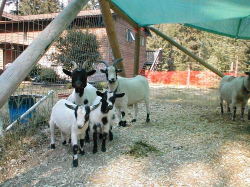 goat family