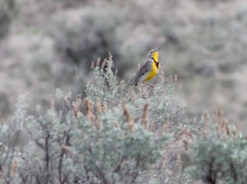 meadowlark-1