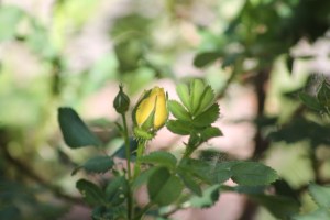 yellow rose bud